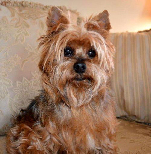 Fozzie Bear