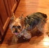 Fozzie Bear
