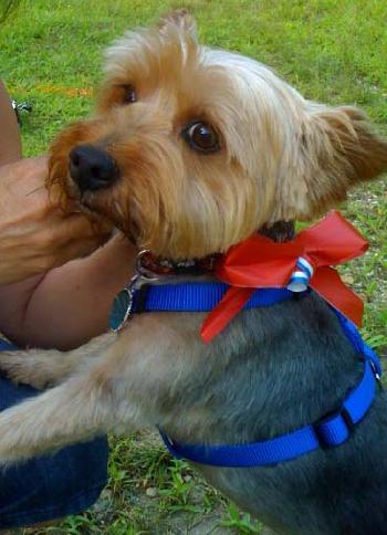 Teddy hotsell bear yorkie