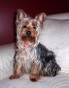 Louie Loo I