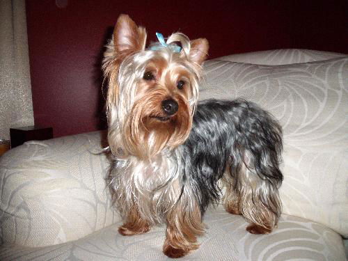 Louie Loo I
