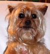 Chesney