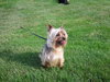 Chesney