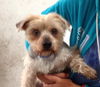 Gizmo Morris