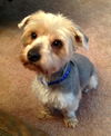 Gizmo Morris