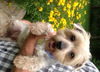 Gizmo Morris