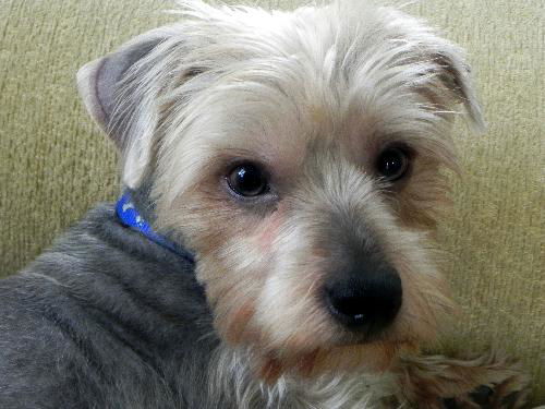 Gizmo Morris