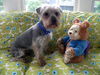 Gizmo Morris