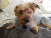 Sascha