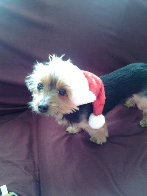 Rylie