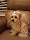 Mindy