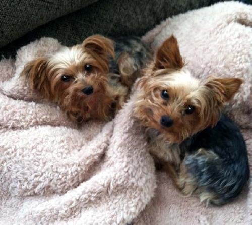 Dog for Adoption - Gucci, a Yorkshire Terrier Yorkie in North Sea