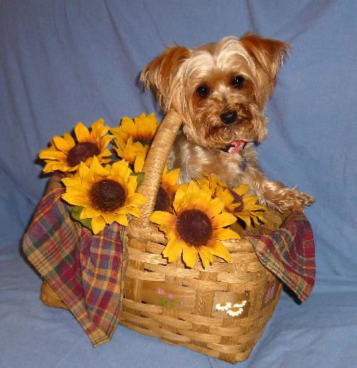 Dog for Adoption - Gucci, a Yorkshire Terrier Yorkie in North Sea