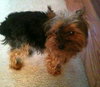 Prada from Manassas