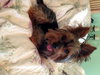 Prada from Manassas