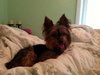 Prada from Manassas