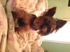 Prada from Manassas