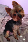 Prada from Manassas