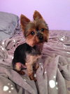 Prada from Manassas