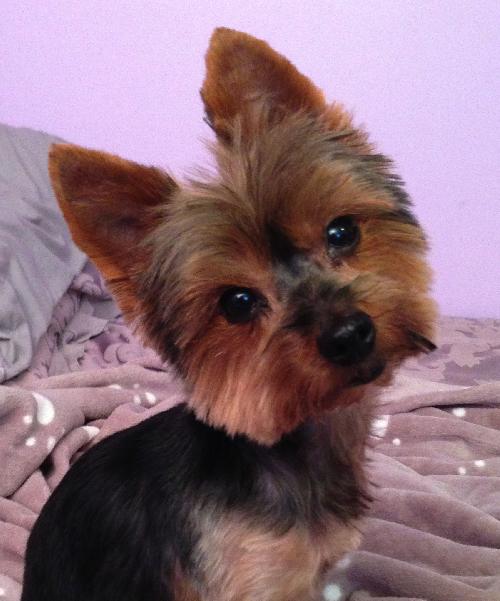 Prada from Manassas