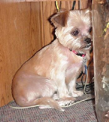 Penny