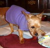 Jezebelle The Beauty