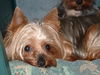 Lily and Stanley