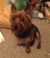 Prancer