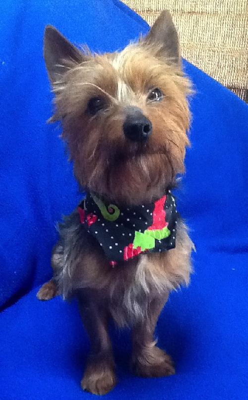 Prancer
