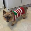 Sparky Says Hey!  COURTESY POSTING!