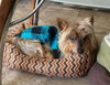 Sparky Says Hey!  COURTESY POSTING!