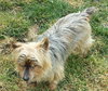 Sparky Says Hey!  COURTESY POSTING!