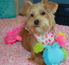 Penny Lu