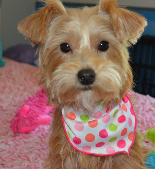 Penny Lu
