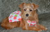 Penny Lu