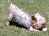 Little Lou
