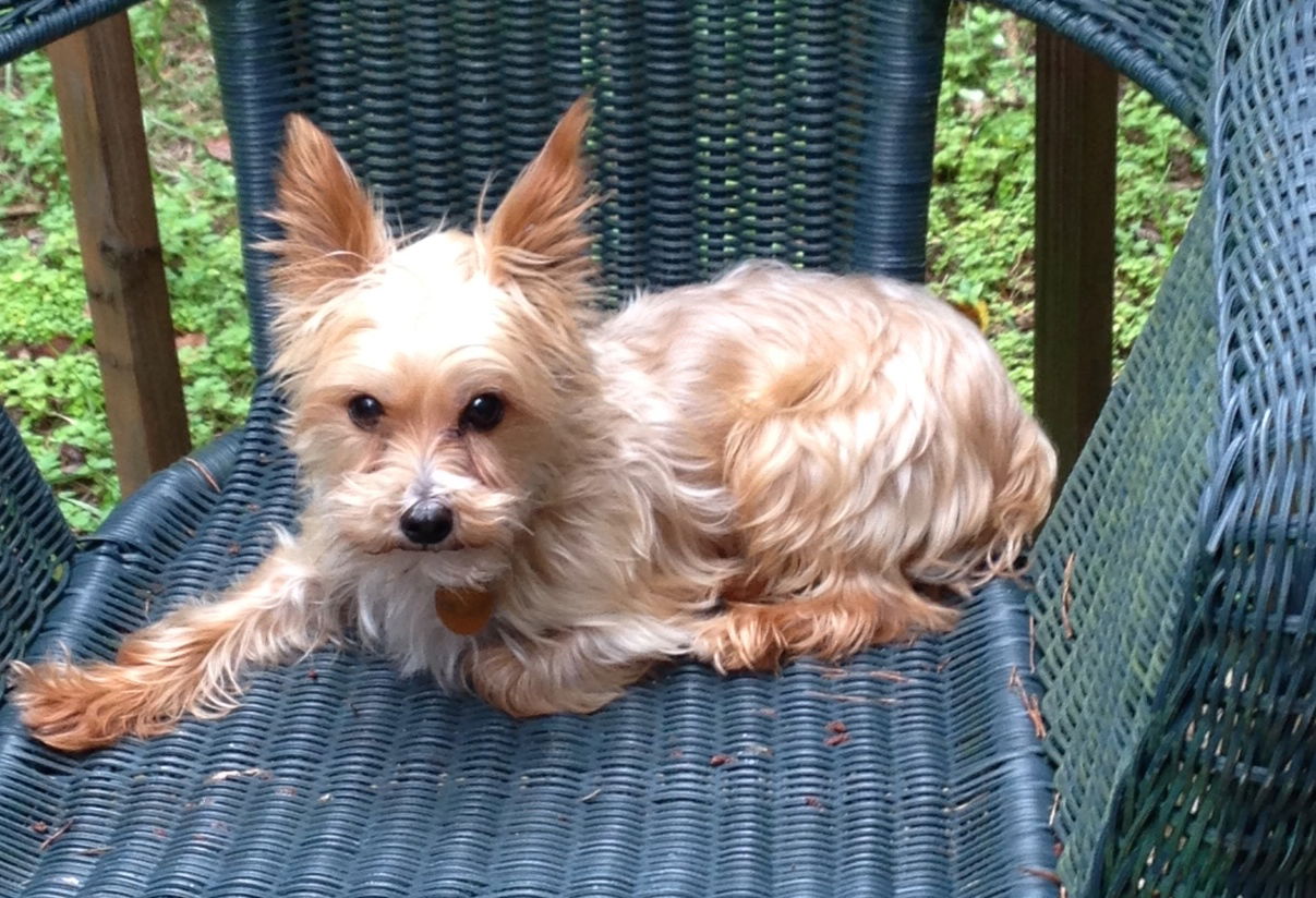 Yorkies for sale in hot sale brooklyn