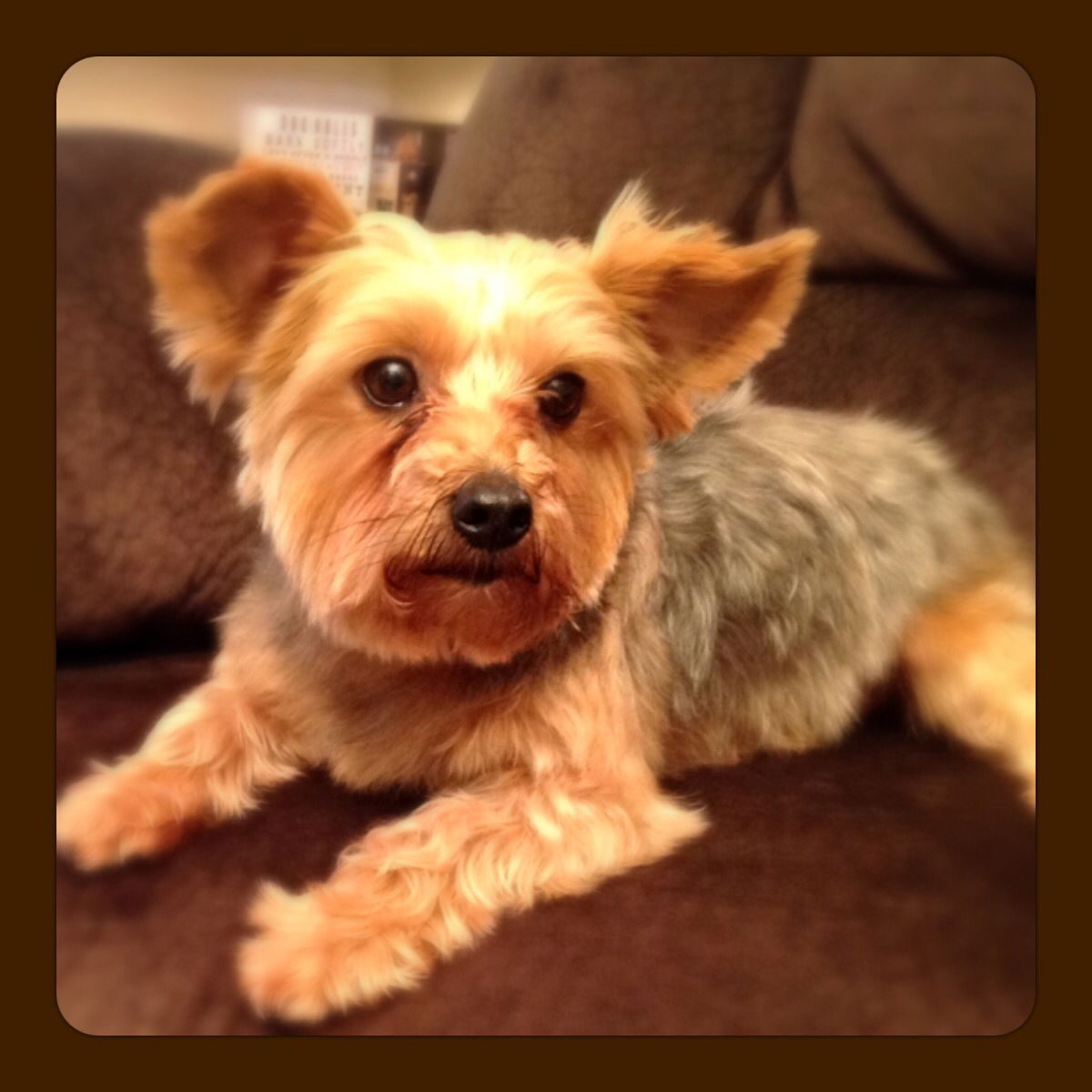 Yorkies for 2024 sale dfw