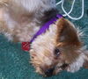 Riley