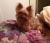 Pebbles Pixie Puff