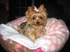Pebbles Pixie Puff