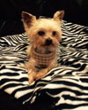 Peeps