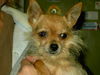 Little Lulu