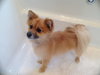 Pookey Bear