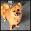 Pookey Bear