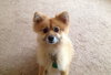 Pookey Bear