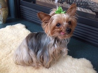 100 Coco Chanel the Yorkie ideas in 2023