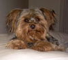 Mookie