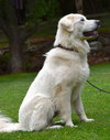Toby