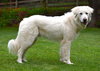 Toby